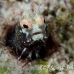 blenny_roughhead_bw_wc_h_0468_tci1402.jpg